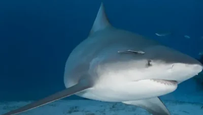 Bucear con Tiburones Toro en Belice