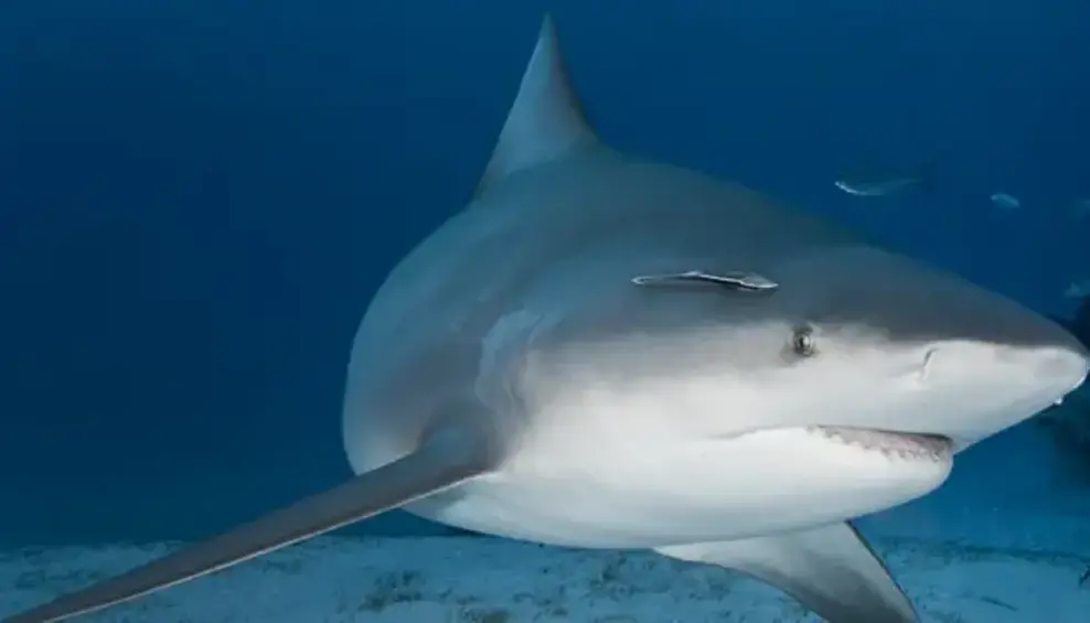 Bucear con Tiburones Toro en Belice