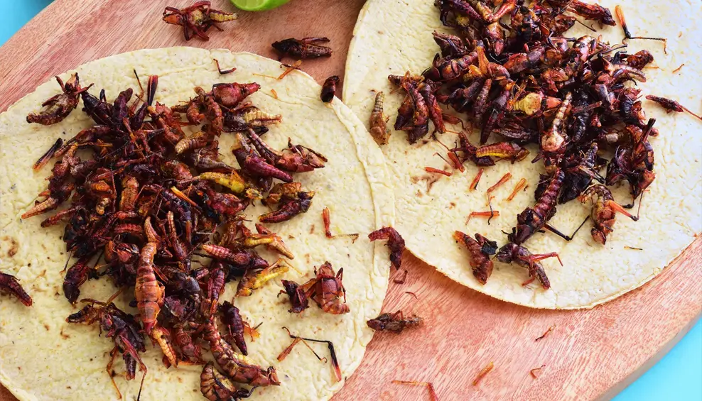 Chapulines Comestibles- El Superalimento del Futuro